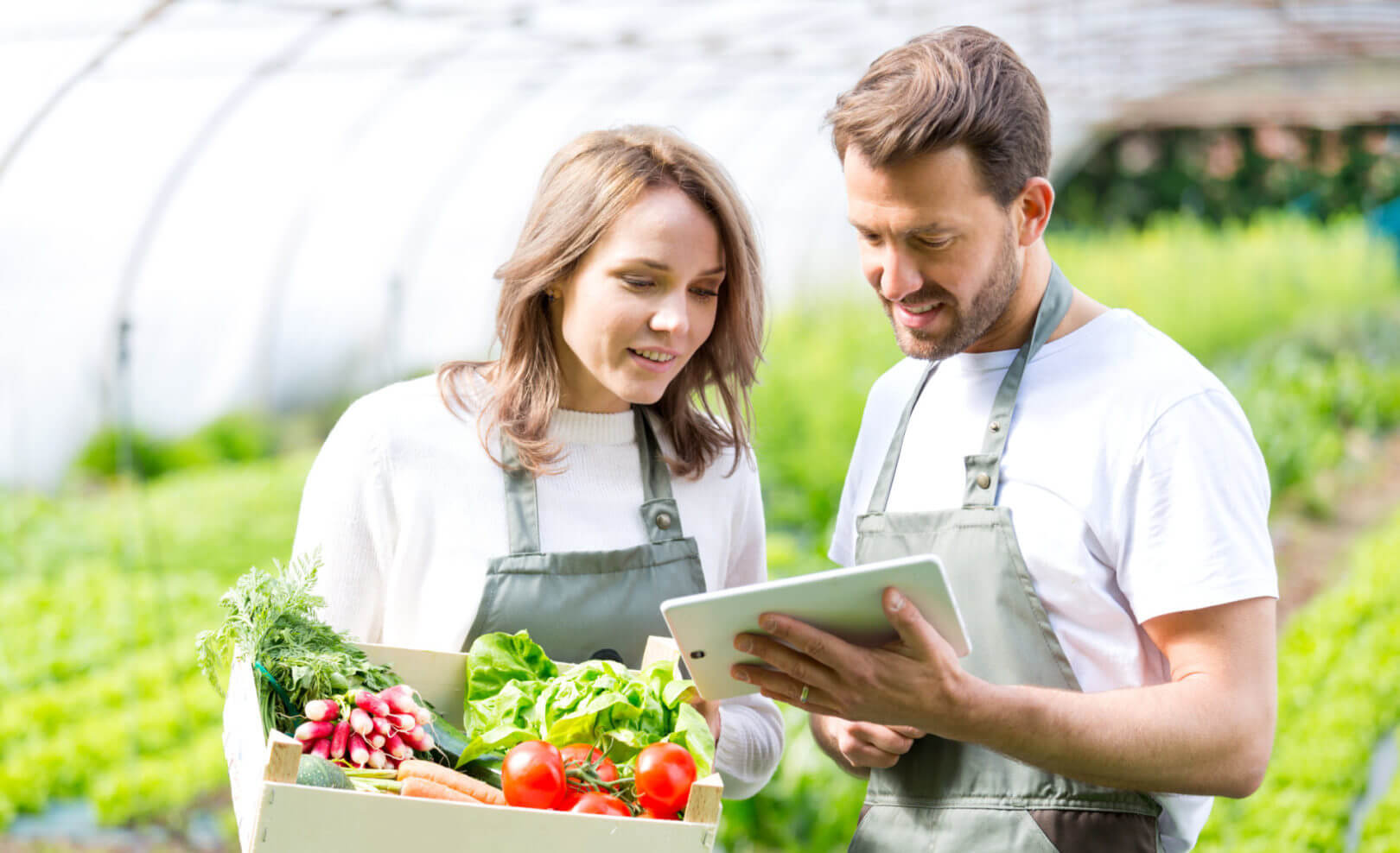 Vegetable Farm Worker Jobs